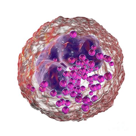 Basophils: Definition, function, and normal range.